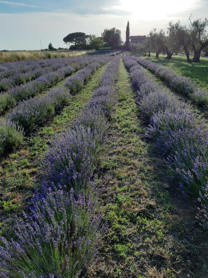 Tenuta Di Pontesodo Montalto di Castro Extérieur photo